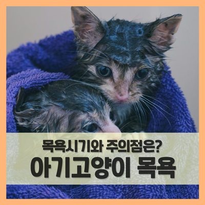 아기고양이 목욕시키기 (주기, 시기, 물 온도, 샴푸 등)