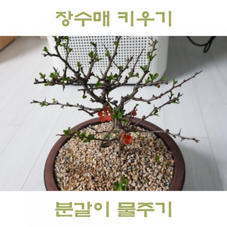 장수매 분재 키우기, 장수매화 분갈이하기