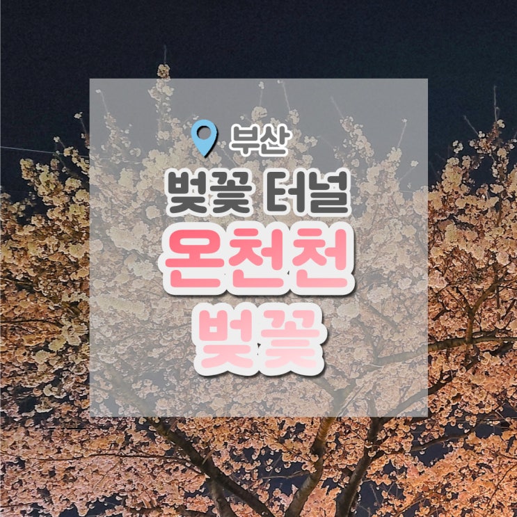  온천천 벚꽃 , 밤에 봐도 예쁜 벚꽃길 산책하기
