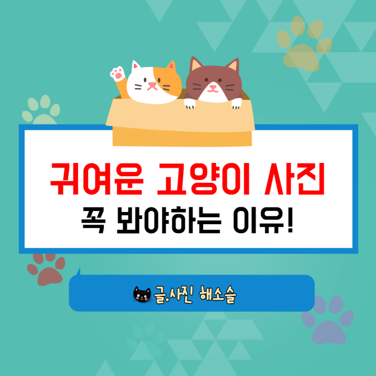  귀여운 고양이 사진을 꼭 봐야하는 이유!