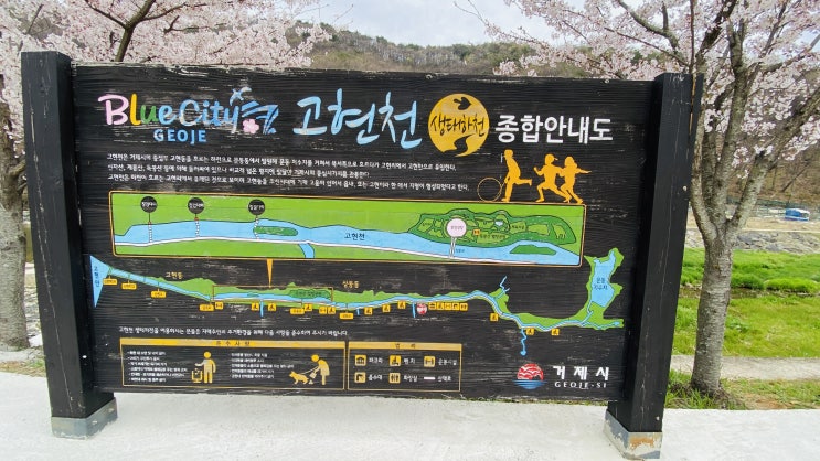  고현천 벚꽃길 걷기