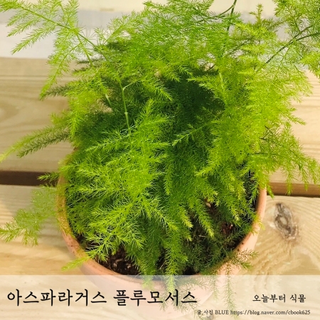  아스파라거스 플루모서스(세타세우스) 키우기