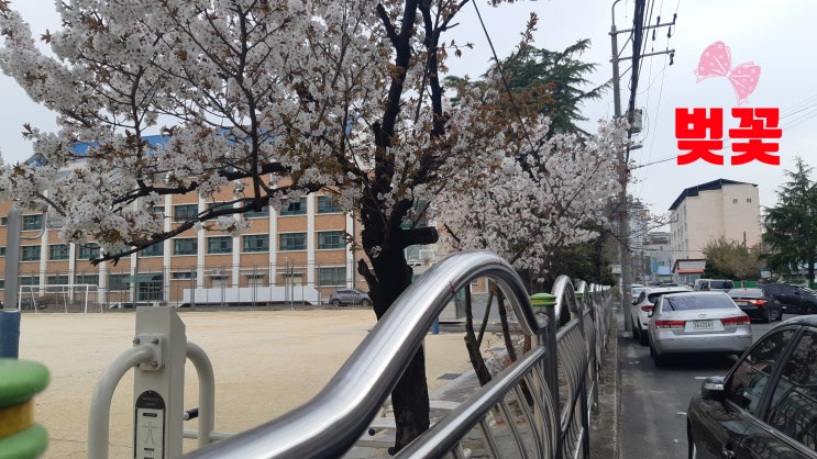  울산의 도심  주택가 봄소식을 알리는  화사한 꽃