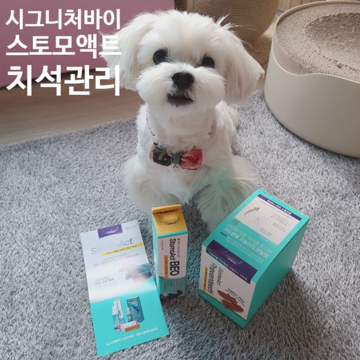  [강아지치약. 강아지껌] 시그니처바이 스토모액트 덴탈케어 치석관리세트 후기