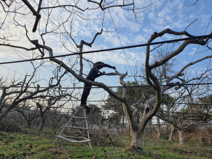  [하이농장] 감나무 결과습성과 나무용어(주지.부주지등)
