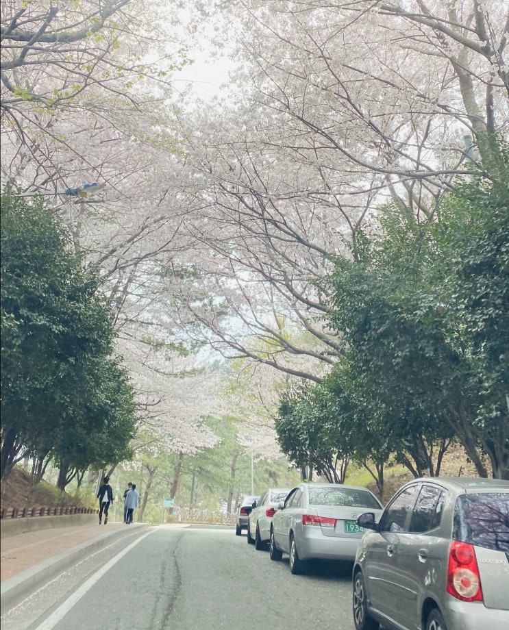  양지암 장미공원 벚꽃 만개