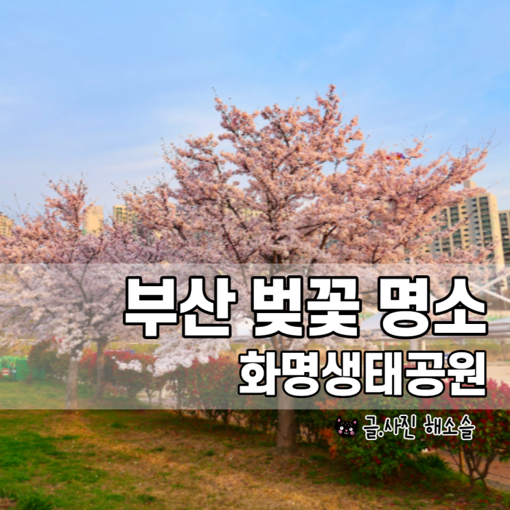  부산 벚꽃 명소, 부산 화명생태공원
