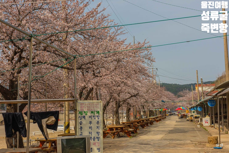  울진여행 죽변항과 울진 성류굴
