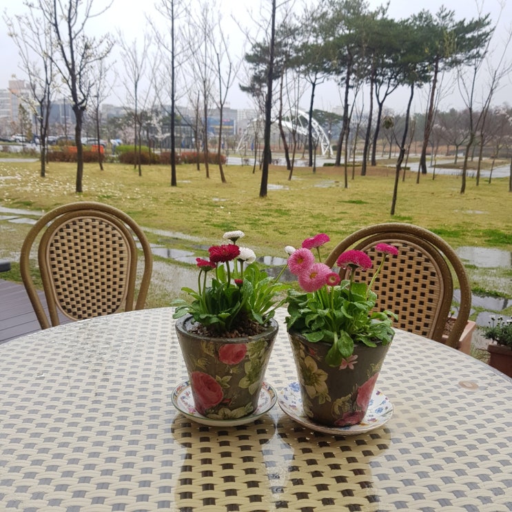 봄비 내리는 쥬땜므의 꽃밭