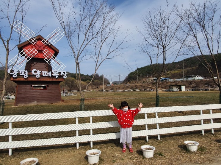 서울 근교 나들이 추천 : 아이와 가볼만한 곳 양평 양떼목장