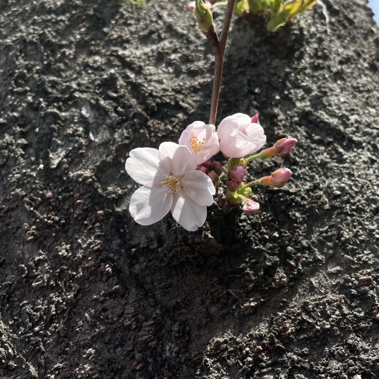  3월 셋째 주