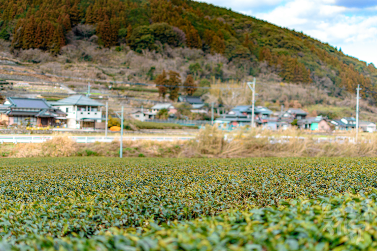  [JENESYS/우레시노] 녹차 공장 견학을 갔는데 패키지여행에 붙어있는 쇼핑인 줄 알아서 밖에서 동물만 찍었습니다. 우레시노 오차차무라.