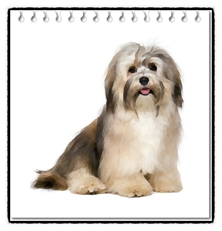  하바네즈(Havanese)분양가격 및 품종에 대해
