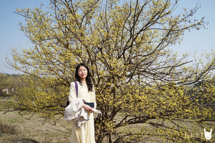  경기도 이천 산수유마을 서울근교 꽃구경