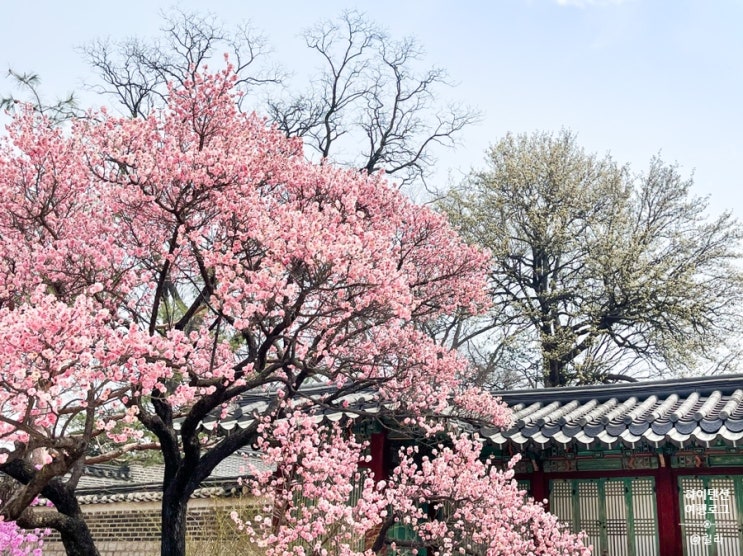 [창덕궁의 봄 2021] 3월 26일 ‘홍매화가 피었다’가 지고 이제 벚꽃 온다. 매화명소가 벚꽃명소가 되었다.