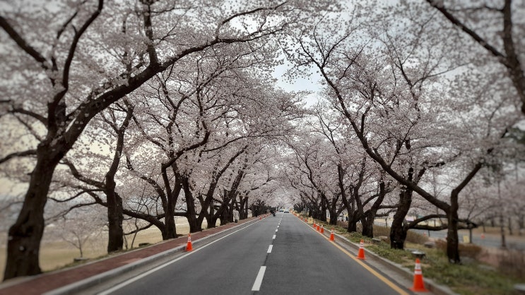  경주 벚꽃 개화 현황 (흥무로)