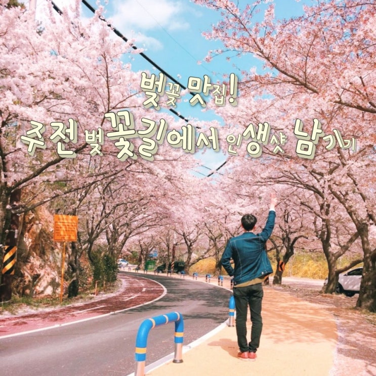  국내 여행 경상도 여행 울산 벚꽃 명소/이쁜 벚꽃 맛집 주전 벚꽃길로 놀러오세요!(3.27 울산벚꽃개화 상황!!)