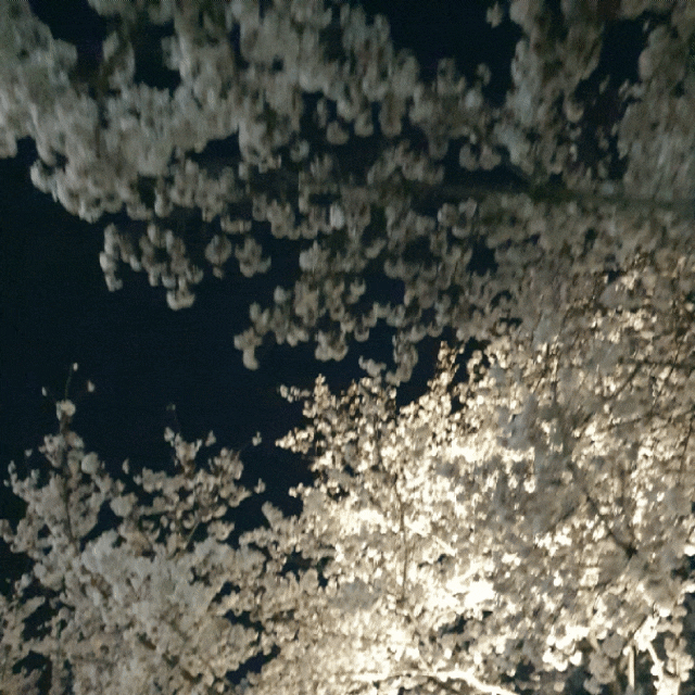 부산 벚꽃 명소 삼락 공원 개화 시기, 밤벚꽃 밤 소풍