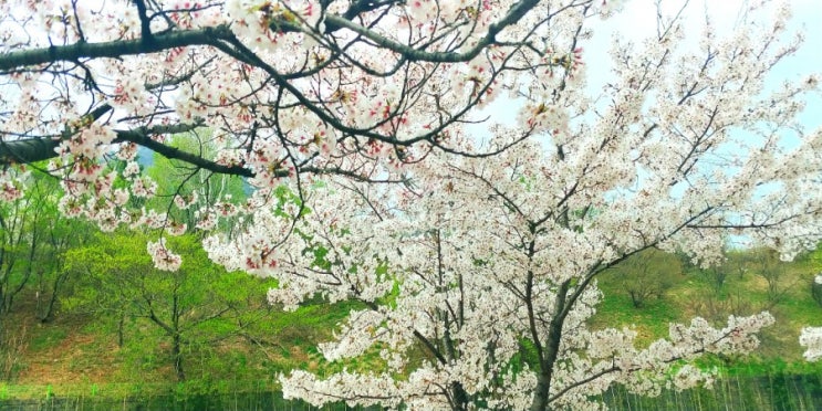  봄바람 휘날리며 흩날리는 벚꽃 잎이~  김해 벚꽃 산책