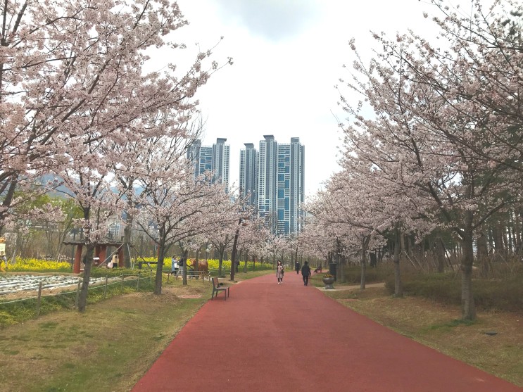 부산 시민공원: 벚꽃 유채꽃이 함께 있는 꽃구경 장소