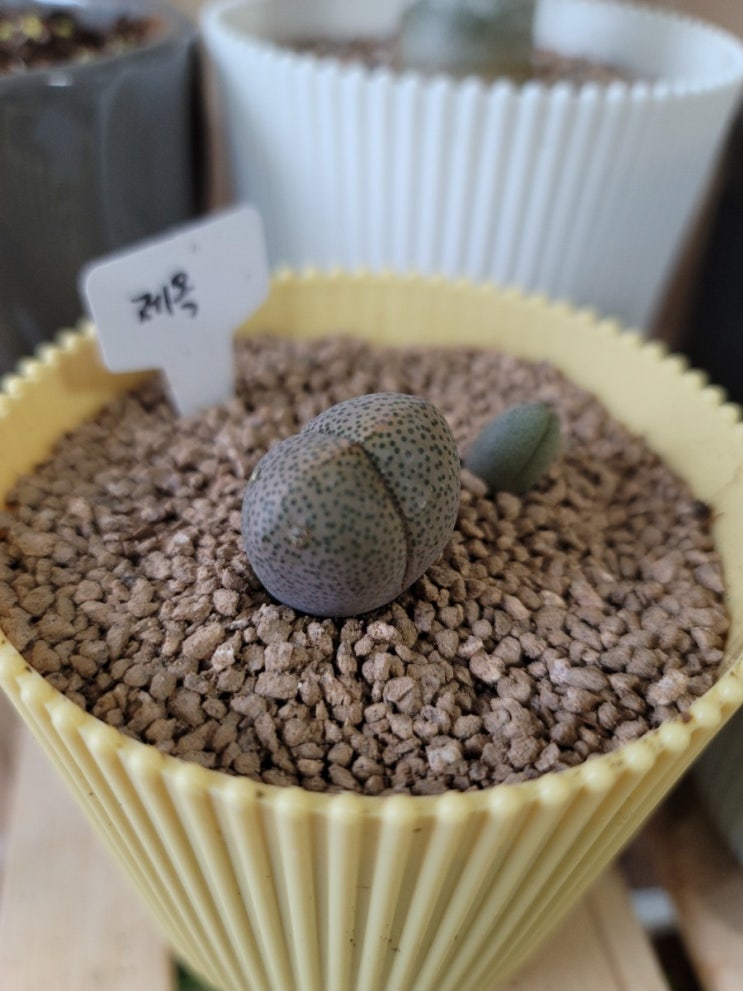  새로운 반려식물이 생겼어요_다육이친구들(리톱스,제옥,자제옥,오십령옥)