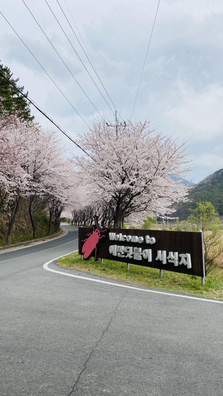  대금산 벚꽃길 드라이브 코스
