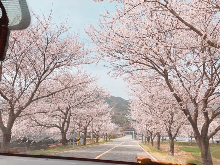  드라이브로 섬진강 길 따라 하동과 구례에서 벚꽃 구경 실컷 하고 온 후기 (feat.오봉정사)