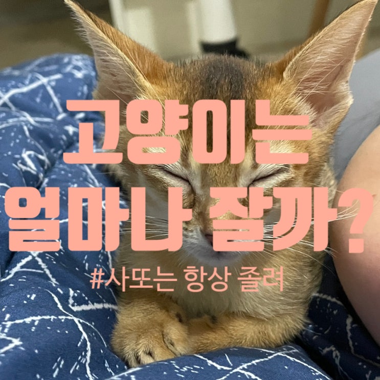  아비시니안 고양이는 하루에 잠을 얼마나 잘까? 사또는 항상 졸려요