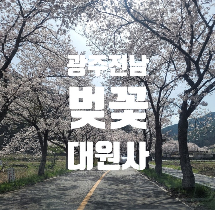  광주 근교 전남 보성 대원사 벚꽃