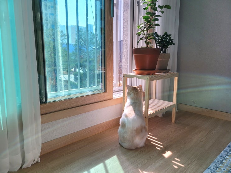  비 안 오던 평일에 고양이와 보내기 ::
