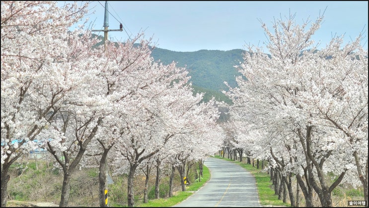  구례 벚꽃 활~~짝 (지리산치즈랜드 ~ 화암사 국도)