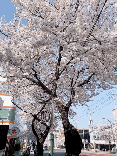  3월은 벚꽃 시즌 앞산, 송해공원 가는길 벚꽃 다폈어용!!!