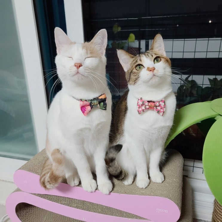  고양이 리본. 고양이 리본 만들기. 핸드메이드