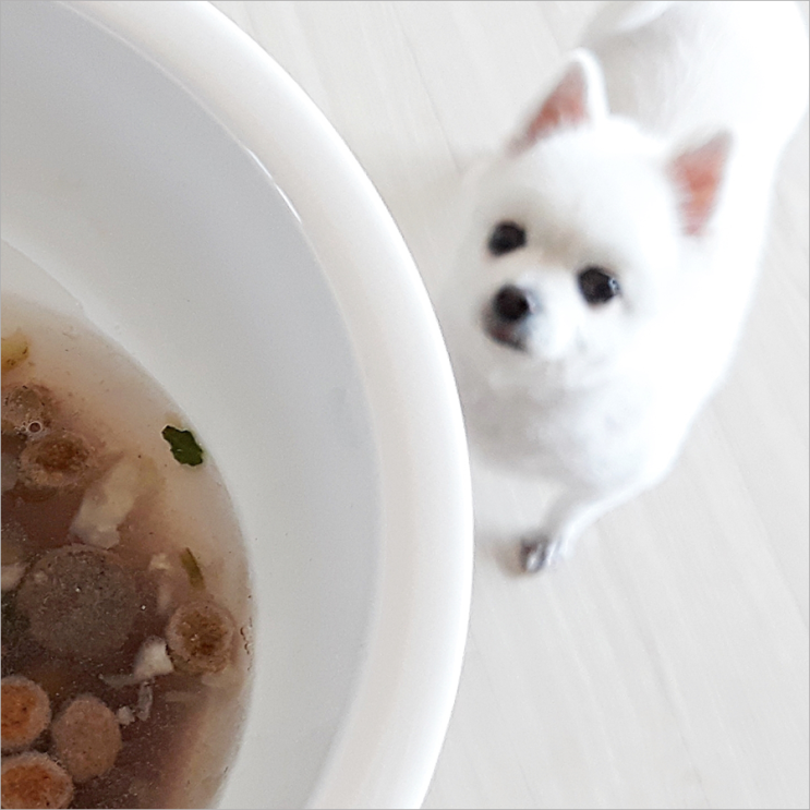  노령견 케어 놓치지 않을거예요