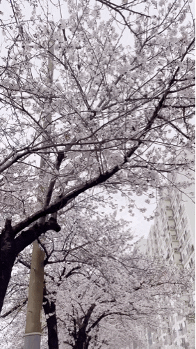 21.03.28 벚꽃의 꽃말 중엔 '정신의 아름다움' 도 있다.