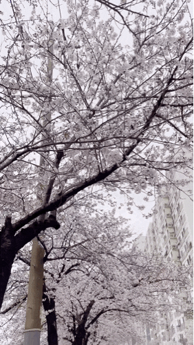  21.03.28 벚꽃의 꽃말 중엔 '정신의 아름다움' 도 있다.