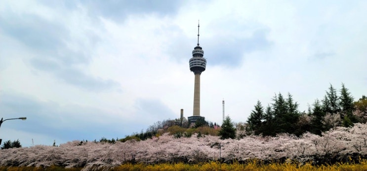  대구 명소 데이트코스, 83타워(이월드 벚꽃 축제, 아이스링크, 꽃놀이, 매직아트 미술관)