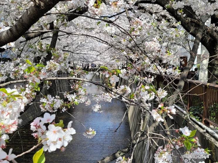 [일본일상] 일본은 벚꽃이 만개했습니다1. (메구로강)
