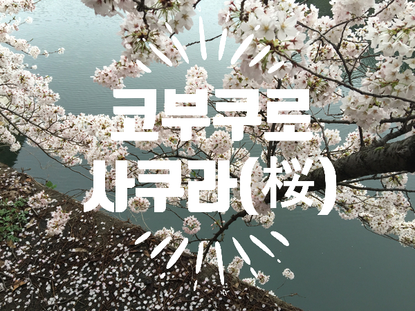  [문화/일본음악] 코부쿠로(KOBUKURO) 사쿠라(SAKURA)(コブクロ ,桜)