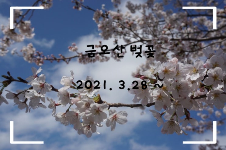  금오산 벚꽃 예뻐요 아주 예쁜 벚꽃 구경하고 금오산 수제비 먹으러가요