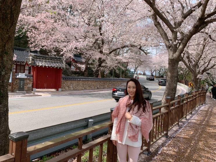  벚꽃 명소 하동 십리벚꽃길
