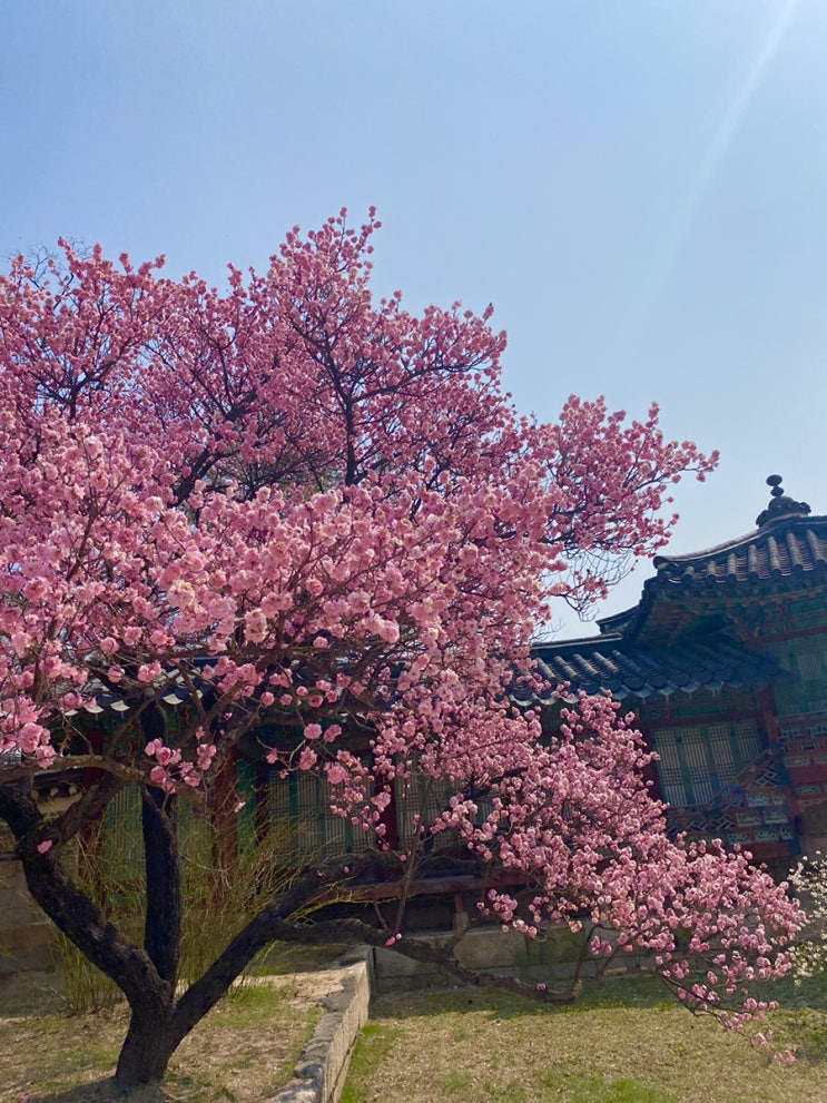  홍매화 보러 창덕궁 데이트 / 서울 꽃놀이 꽃놀이 코디 추천 창덕궁 인생샷 포토존 인스탁스 스퀘어 SQ6