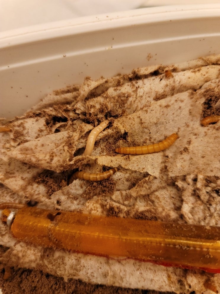  밀웜과 알비노