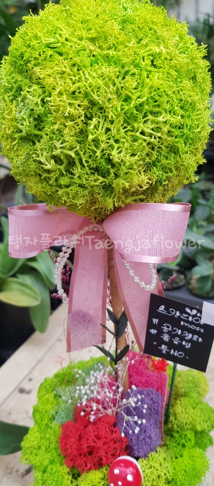 전국 꽃 배달,  스칸디아모스 화분은 전주꽃집 도경플라워에서:D
