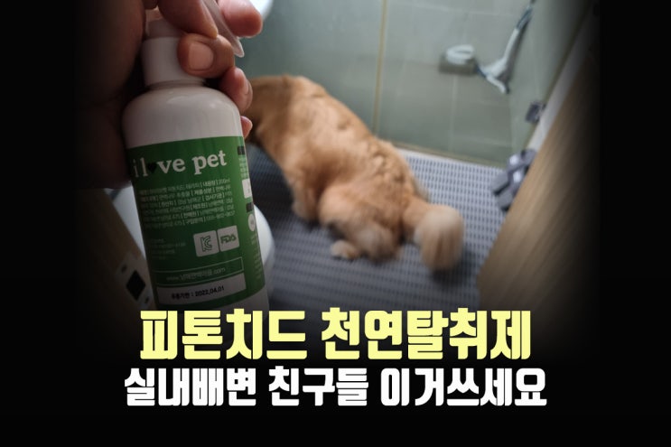  강아지오줌냄새제거, 피톤치드탈취제로 해결. 편백향은 덤!