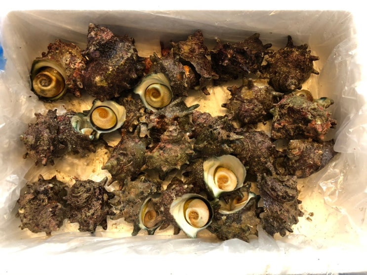 맛남의광장 라이브쇼핑 제주 뿔소라 :: 뿔소라 손질하고 맛있게 먹기:P 맛남의광장 라이브쇼핑 제주 뿔소라 :: 뿔소라 손질하고 맛있게 먹기:P