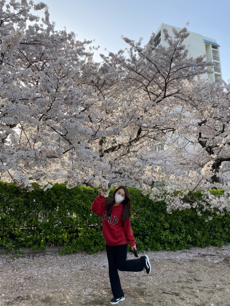  부산 광안리 벚꽃명소 삼익비치아파트, 주차 촬영스팟을 찾아냈다!!