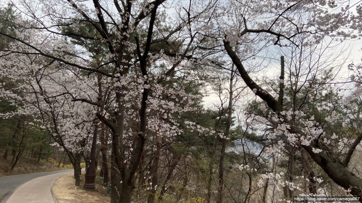  벗꽃이 활짝핀 경주 김유신장군 드라이이브 코스 추천- 경주 가볼만한곳