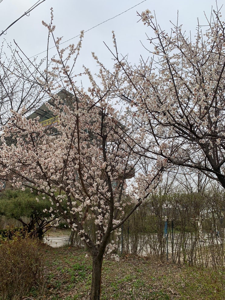  [선창포구 나들이] 봄 향취가 물씬 풍기는 날(선창횟집,잼쇼커피)