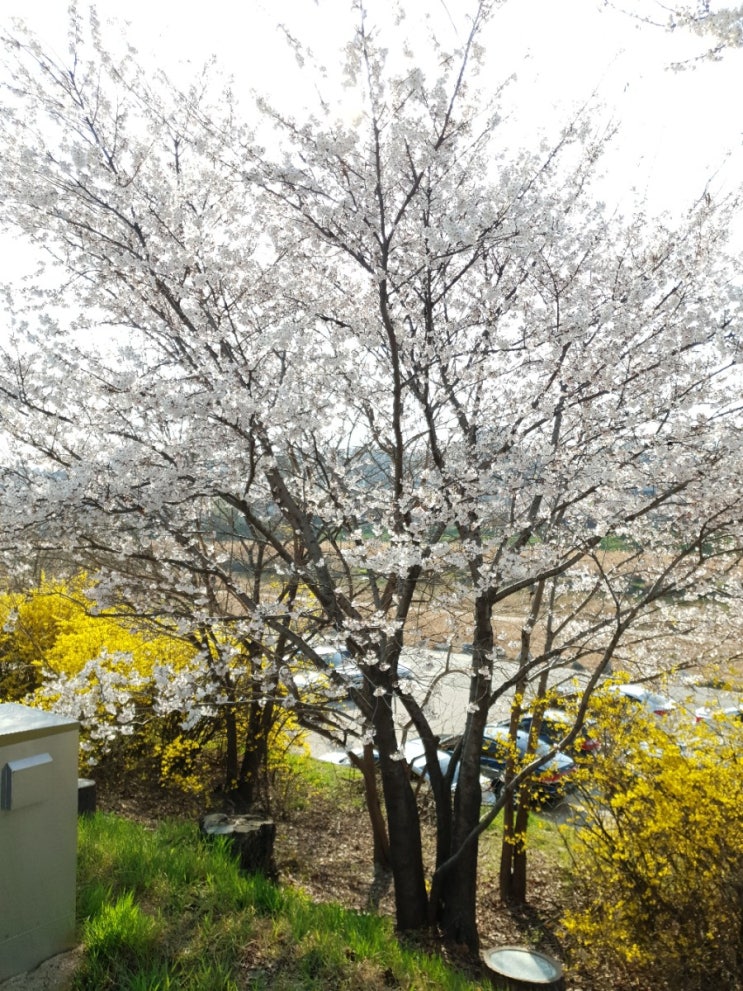  2년 전 무심천 벚꽃 구경